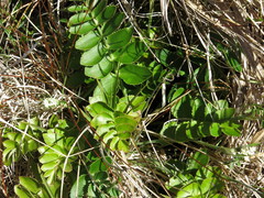 Gingidia montana