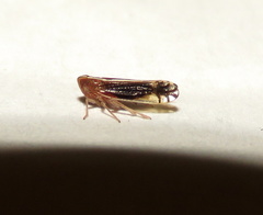 Stenocranus brunneus