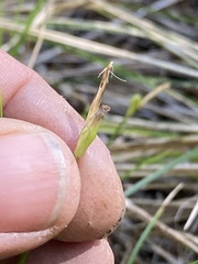 Carex geyeri