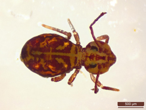 Representative image of Dicyrtomina ornata