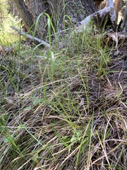 Carex geyeri