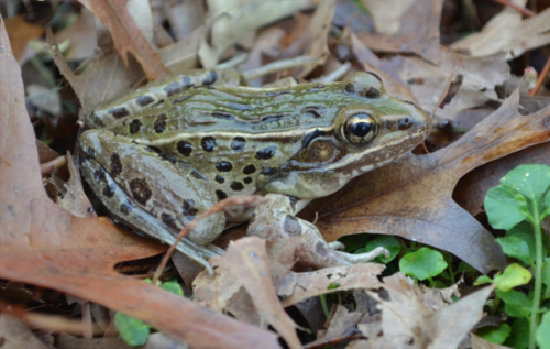 Atlantic Coast Leopard Frog