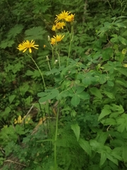 Crepis lyrata