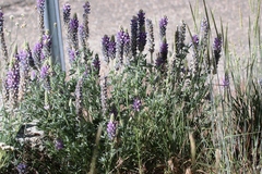 Lupinus lepidus sellulus