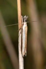 Pleurota aristella