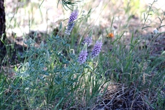 Lupinus lepidus sellulus