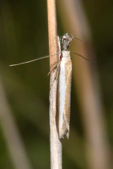 Pleurota aristella