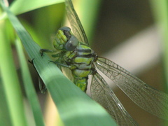 Phanogomphus militaris