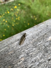 Proludius protractus