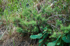 Juniperus deltoides