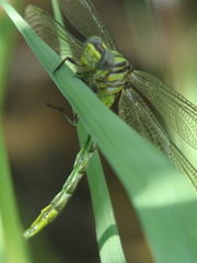 Phanogomphus militaris