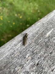 Proludius protractus