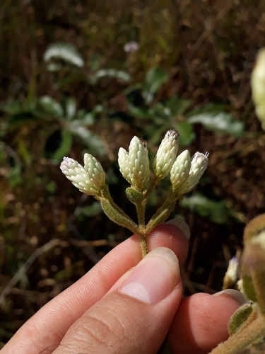 Chromolaena chaseae