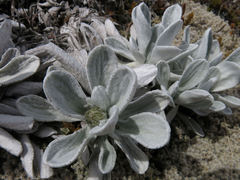 Celmisia allanii