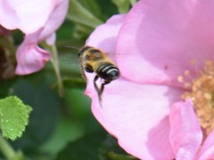Andrena dorsata