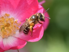 Andrena dorsata
