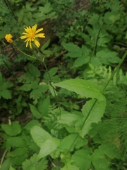 Crepis lyrata