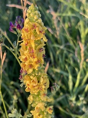 Verbascum nigrum
