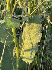Verbascum nigrum