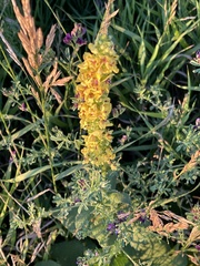 Verbascum nigrum