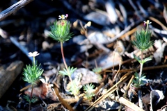 Leptosiphon ciliatus