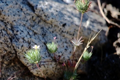 Leptosiphon ciliatus