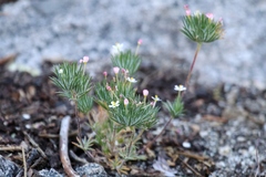 Leptosiphon ciliatus