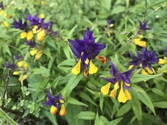 Melampyrum polonicum