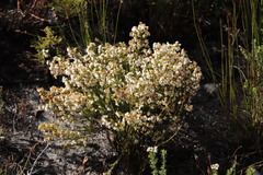 Erica capensis