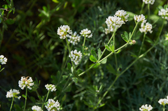 Dorycnium