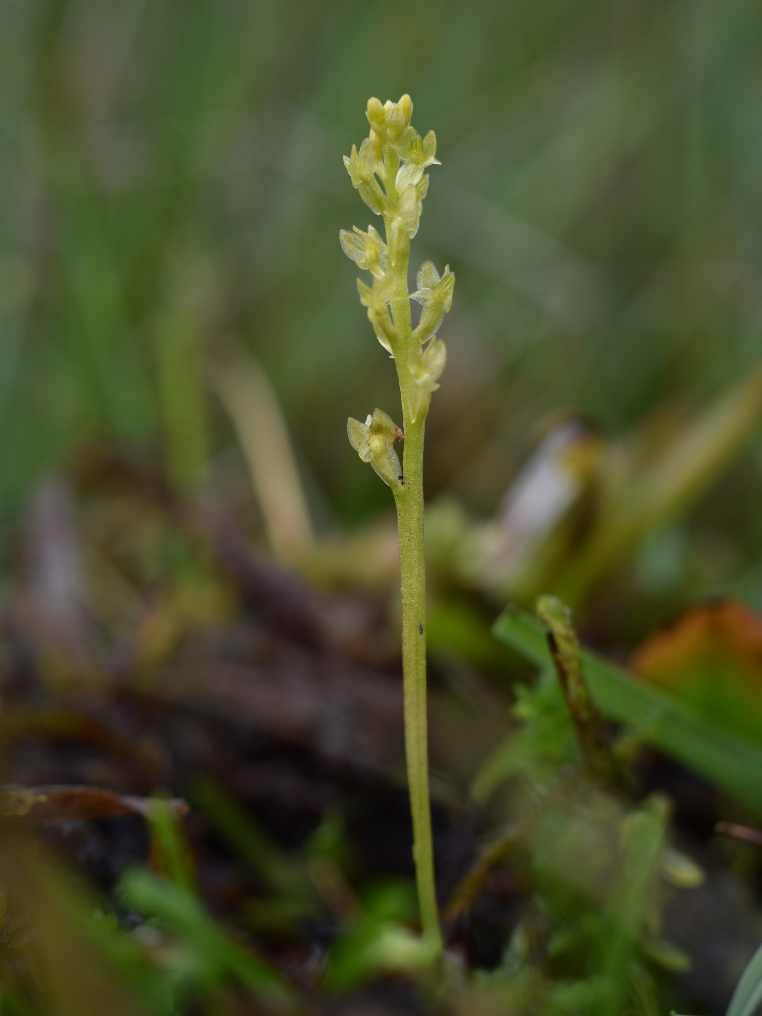 Malaxis paludosa