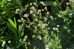 Dorycnium