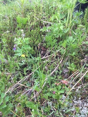 Botrychium lanceolatum