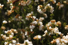 Erica capensis