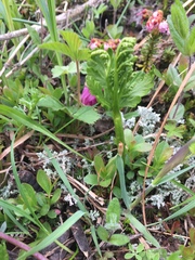 Botrychium lanceolatum