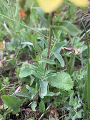 Hypericum linarioides