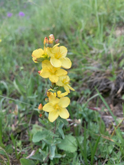 Hypericum linarioides