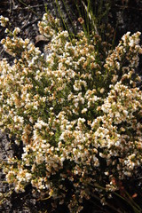 Erica capensis