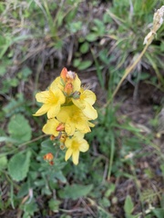 Hypericum linarioides