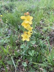 Hypericum linarioides