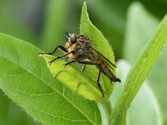 Eutolmus rufibarbis