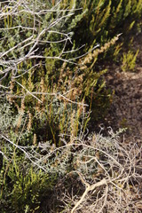 Seriphium cinereum