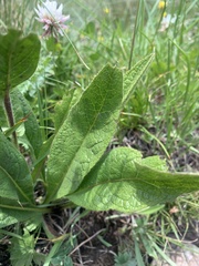 Pentanema orientale