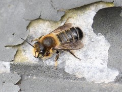 Megachile willughbiella