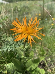 Pentanema orientale