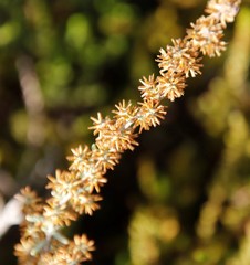 Seriphium cinereum