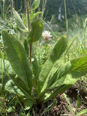 Pentanema orientale