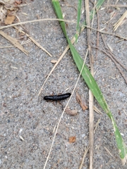 Dinothenarus badipes