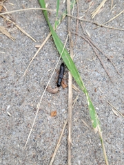 Dinothenarus badipes