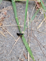 Dinothenarus badipes